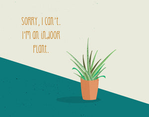 Sorry, I can’t. I’m an indoor plant